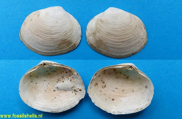 Mactra ovata tristis