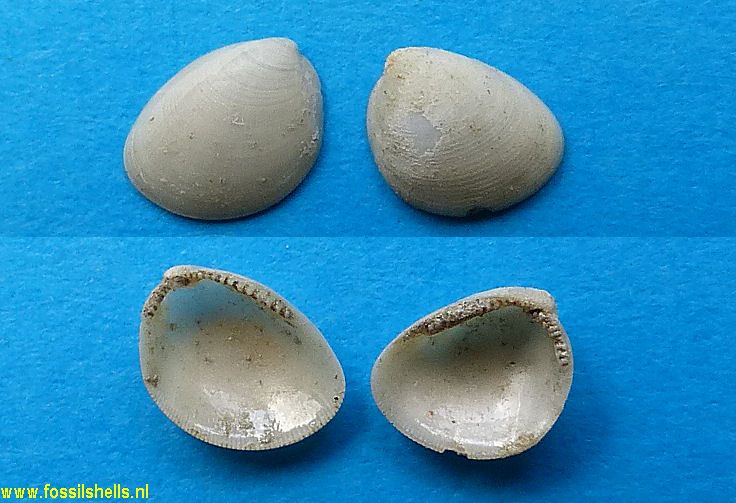 Nucula nitidula
