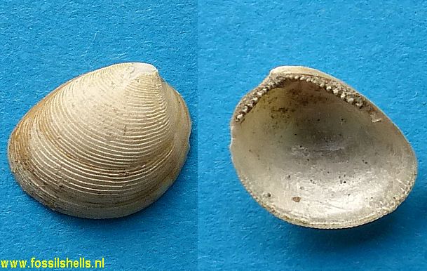 Nucula hartvigiana