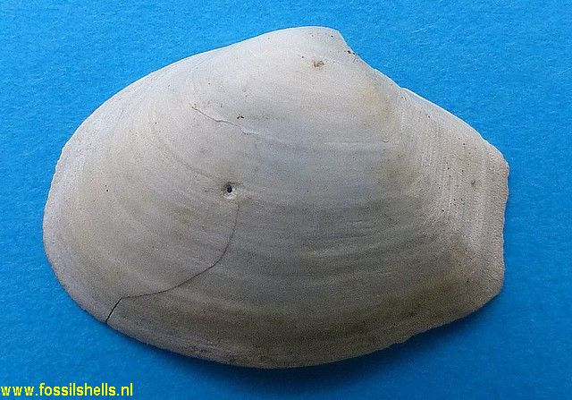 Thracia australica novozelandica