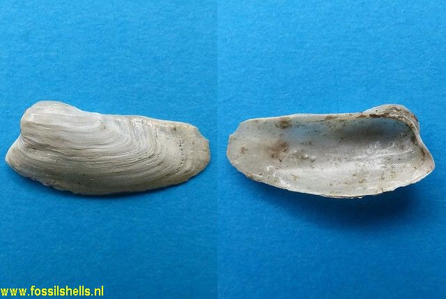 Hiatella species