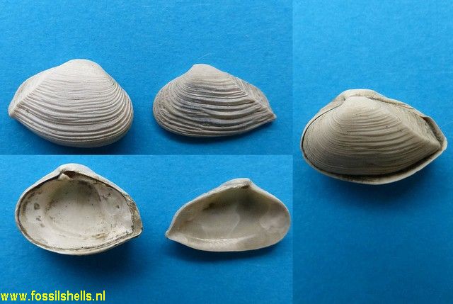 Corbula zelandica