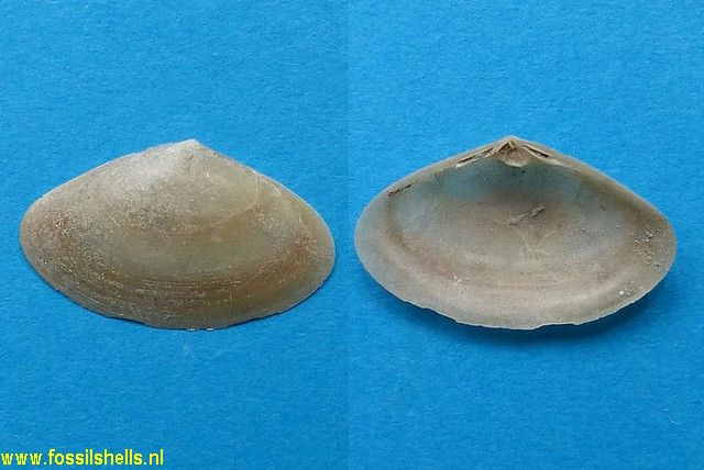 Scalpomactra scalpellum