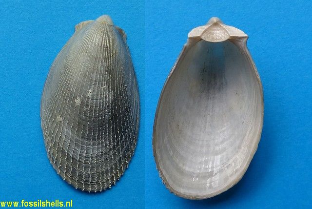 Limatula maoria
