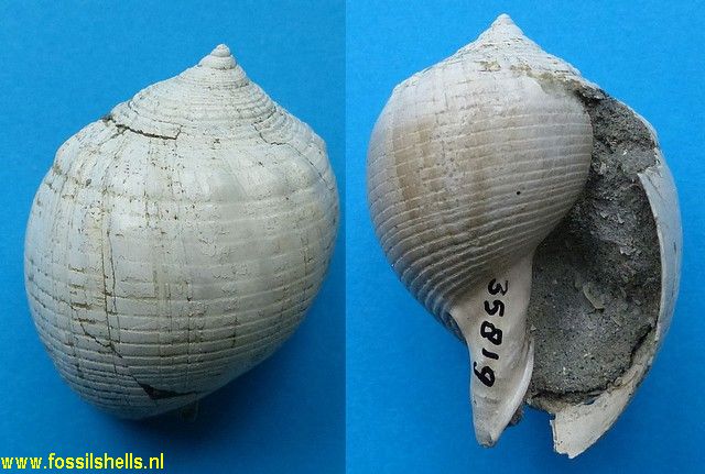 Galeodea triganceae