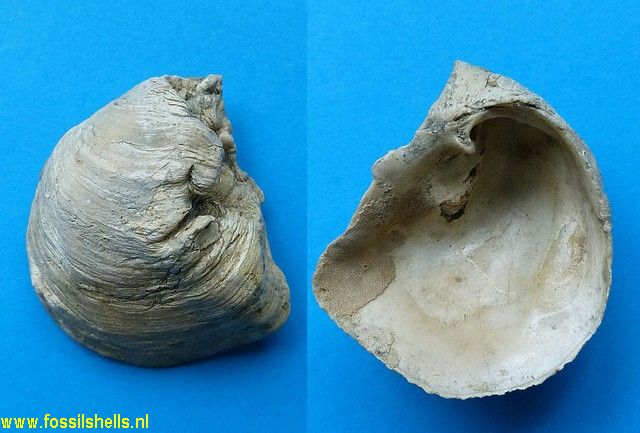 Cleidothaerus albidus