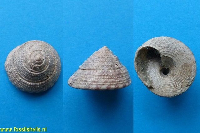 Trochus tiaratus