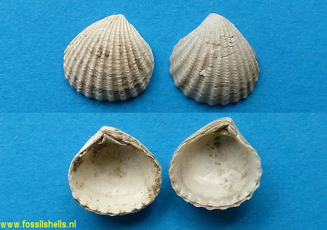 Pleuromeris zelandica