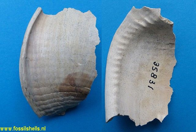 Semicassis pyrum stadiale