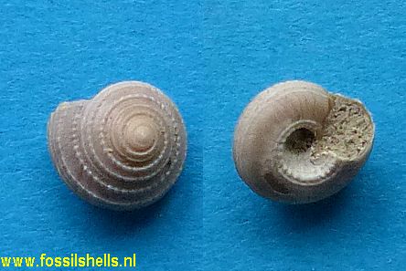 Spectamen tryphenense
