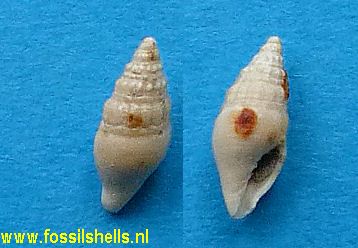Austromitra species