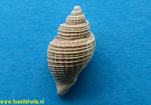 Oamaruia deleta