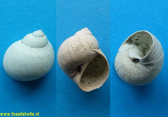 Falsilunatia powelli