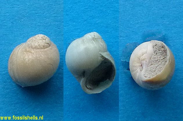 Uberella vitrea