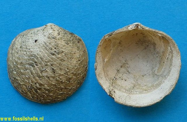 Divaricella huttoniana