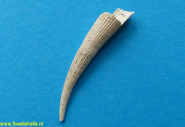 Dentalium species