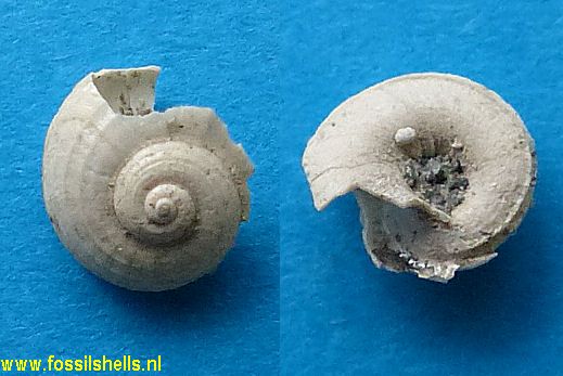 Spectamen plicatulum
