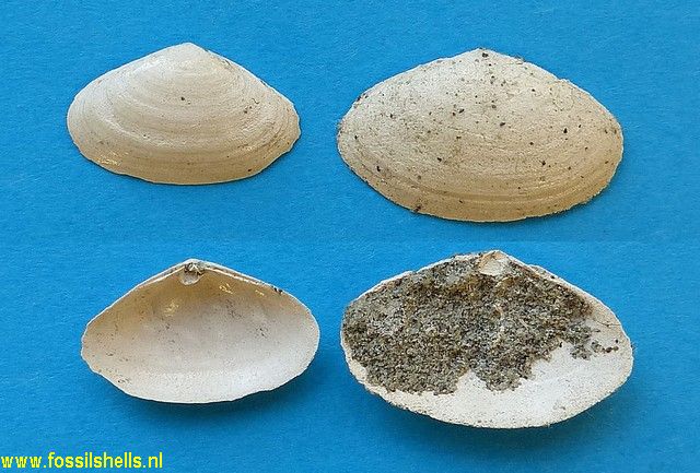 Scalpomactra scalpellum