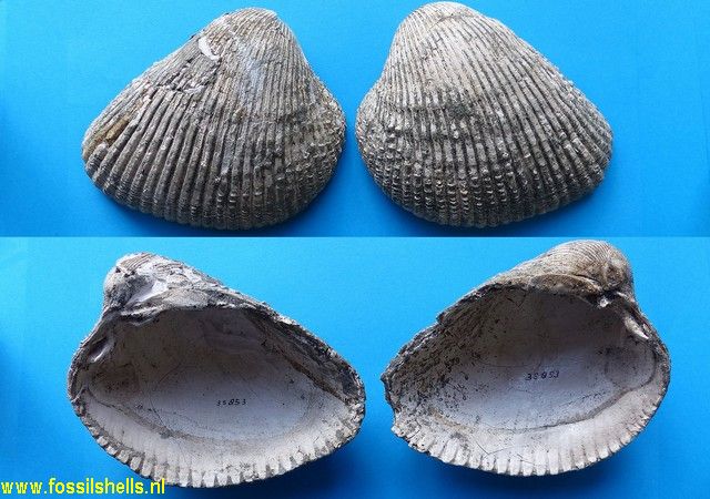 Maoricardium spatiosum