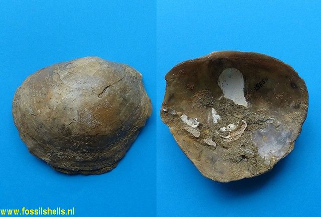Pododesmus zelandica