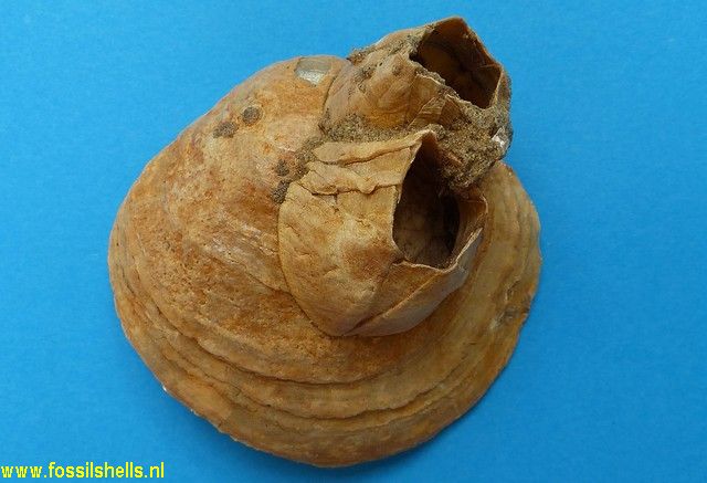 Balanus on Pododesmus zelandica