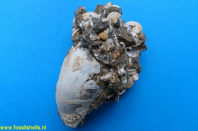 Amalda australis