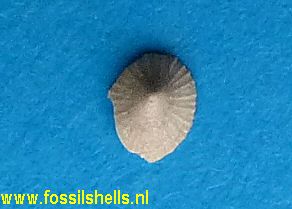 Acmaea suteri