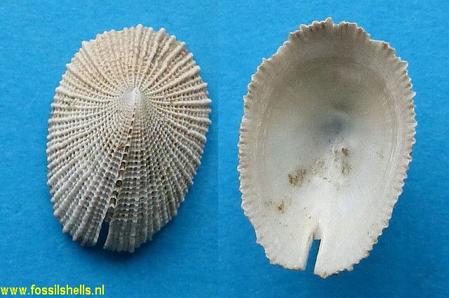 Emarginula striatula