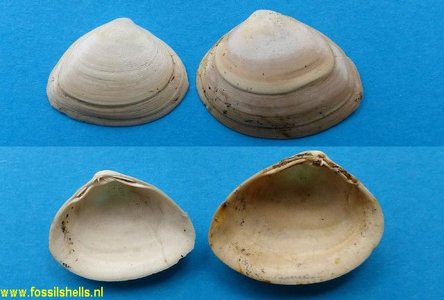 Mactra ordinaria