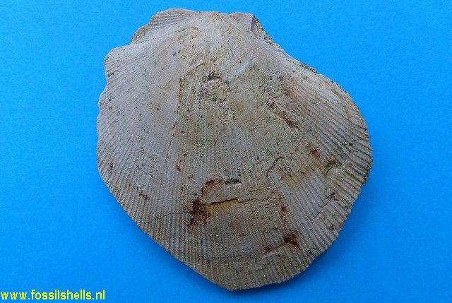 Janupecten uttleyi