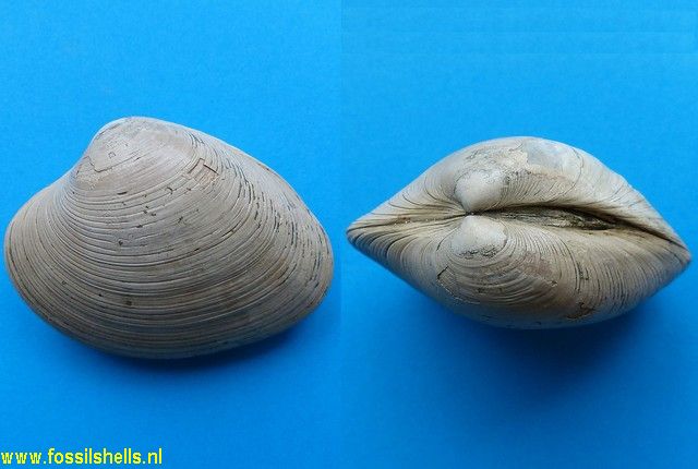 Notocallista species