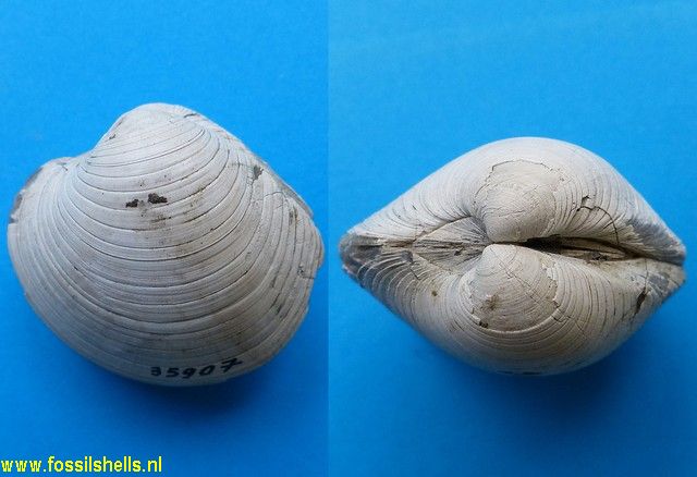 Kuia macdowelli