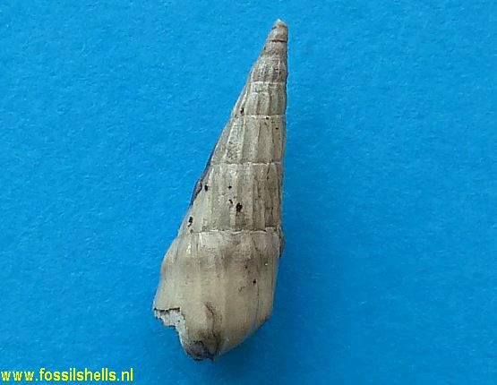 Gemmaterebra bicorona