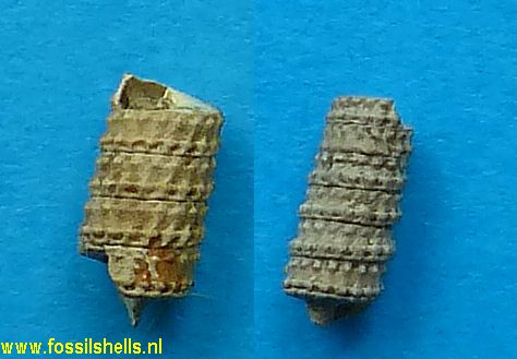 Triforis bitubulatus