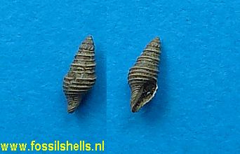 Microdrillia teretiaeformis