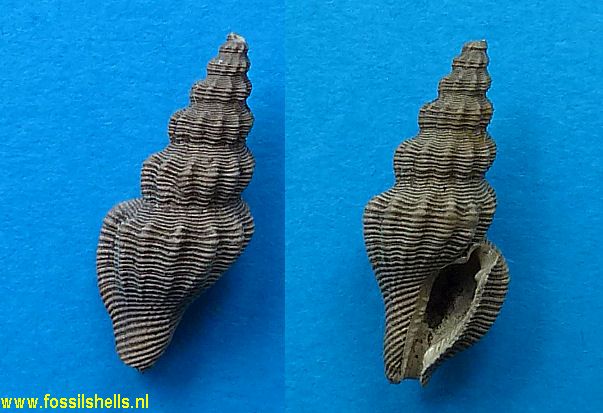 Pleurotomoides luisae