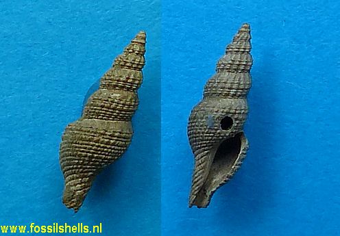 Pleurotomoides borealis