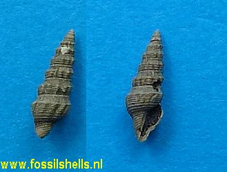 Nannodiella hannoverana