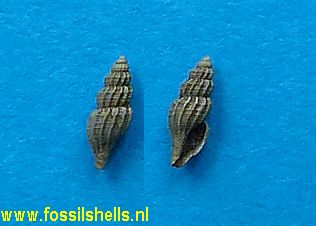 Mangelia miostriolata