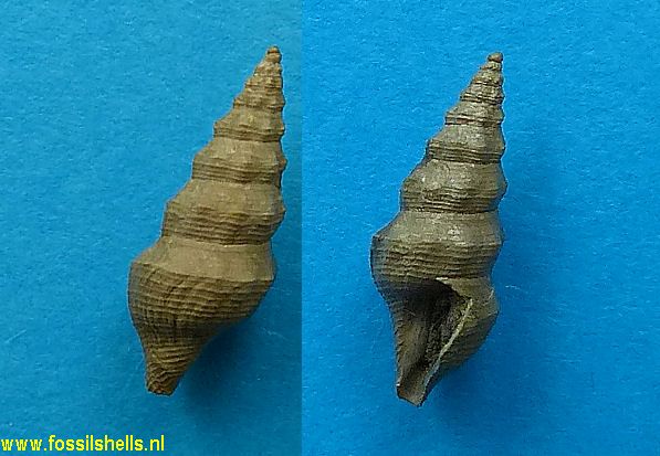 Boreodrillia species
