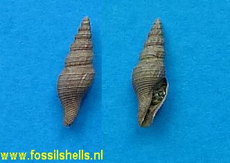 Asthenotoma species