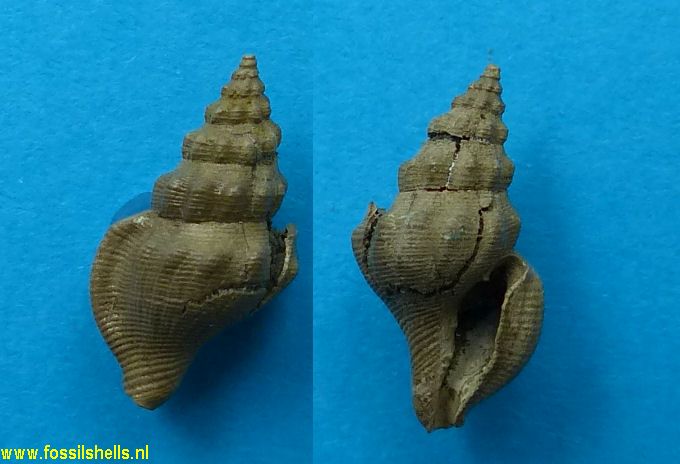 Pleurotomoides species