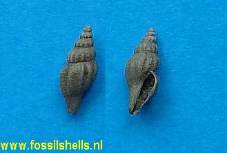 Sorgenfreispira plicatelloides