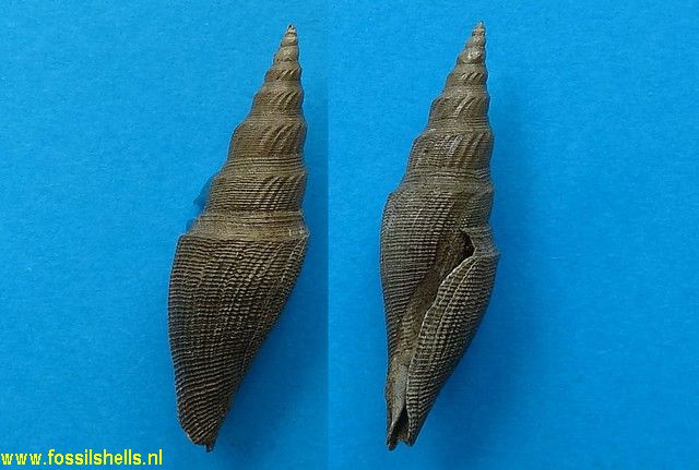 Genota ramosa