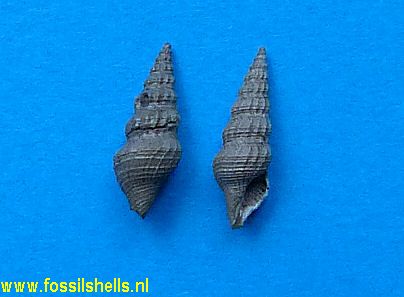 Boreodrillia hosiusi