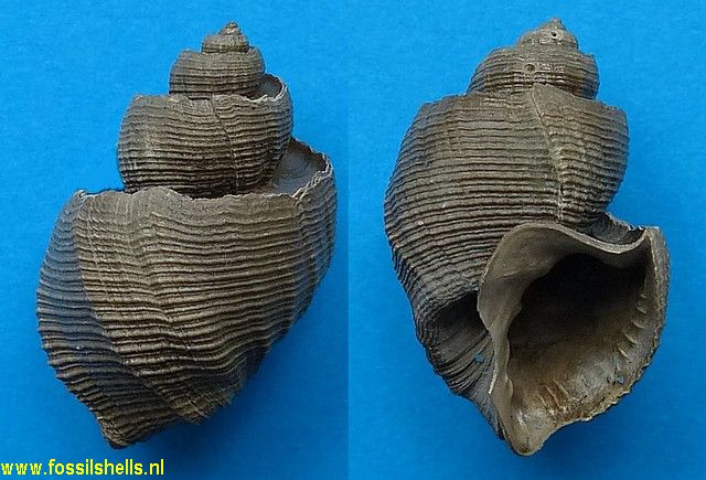 Trigonostoma pouwi