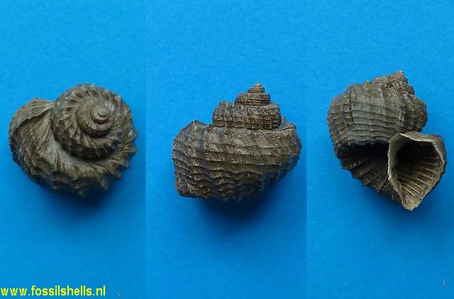 Trigonostoma apertum