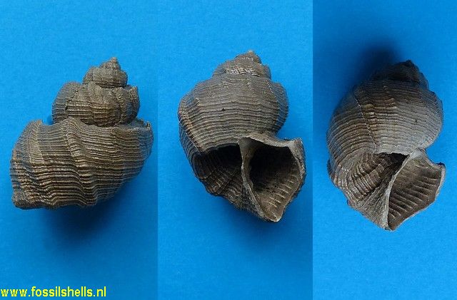 Trigonostoma barnardi