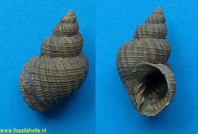 Cancellaria contorta gelriana