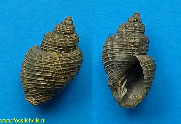Cancellaria bellardi